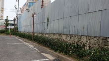 병원 정원 전지작업